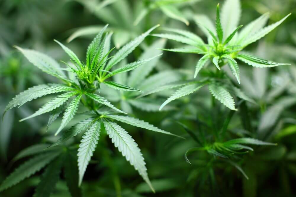should marijuanas be legalized essay